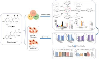 Metabolism and toxicity of usnic acid and barbatic acid based on microsomes, S9 fraction, and 3T3 fibroblasts in vitro combined with a UPLC-Q-TOF-MS method